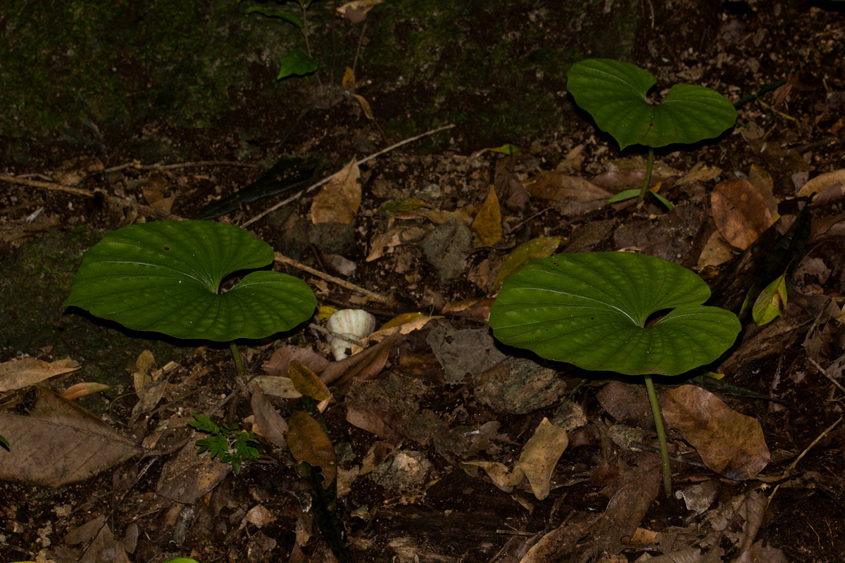 Nervilia bicarinata Nervilia bicarinata