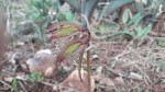 Nervilia shirensis
