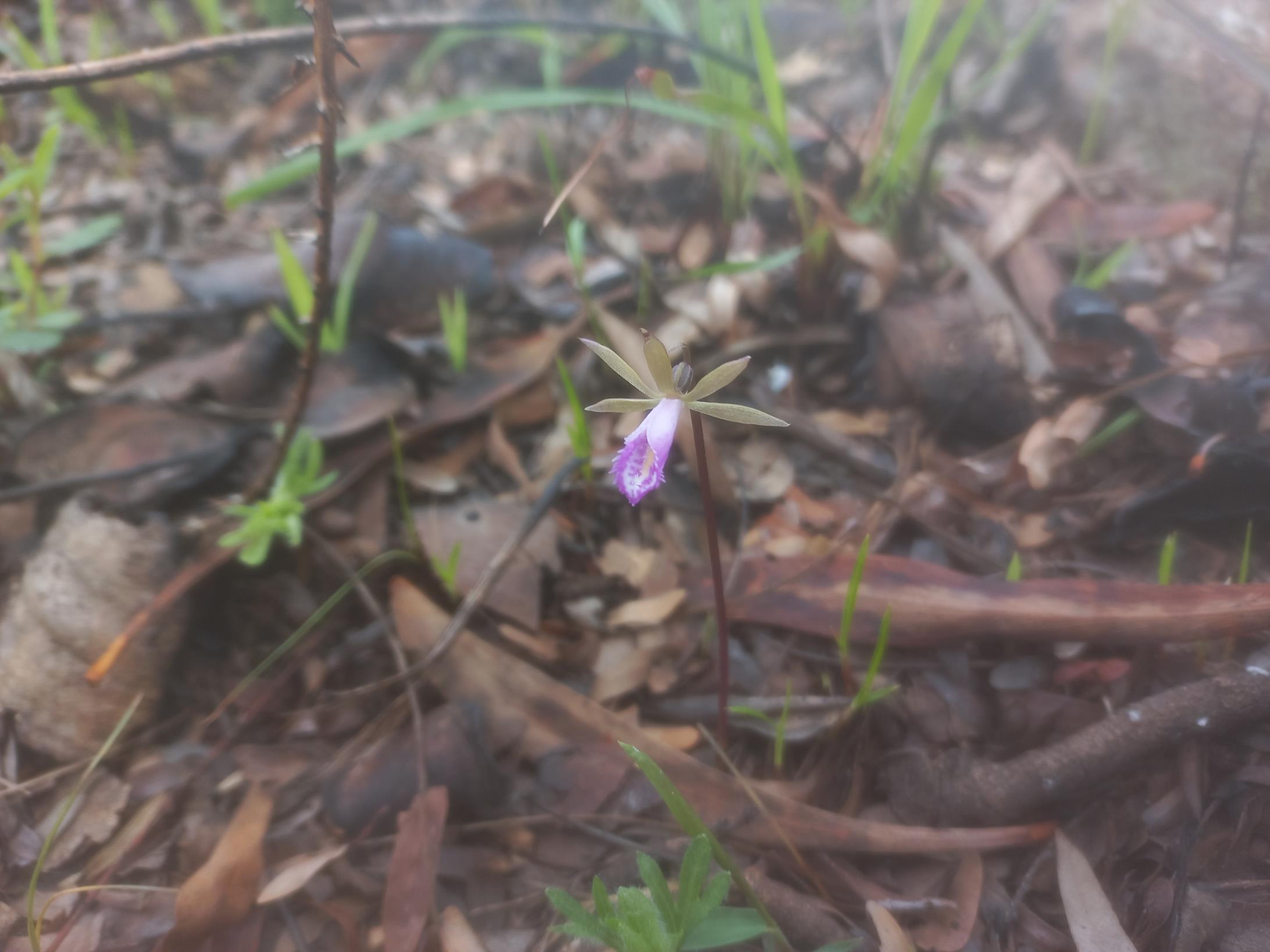 Nervilia stolziana Nervilia stolziana