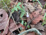 Nervilia stolziana