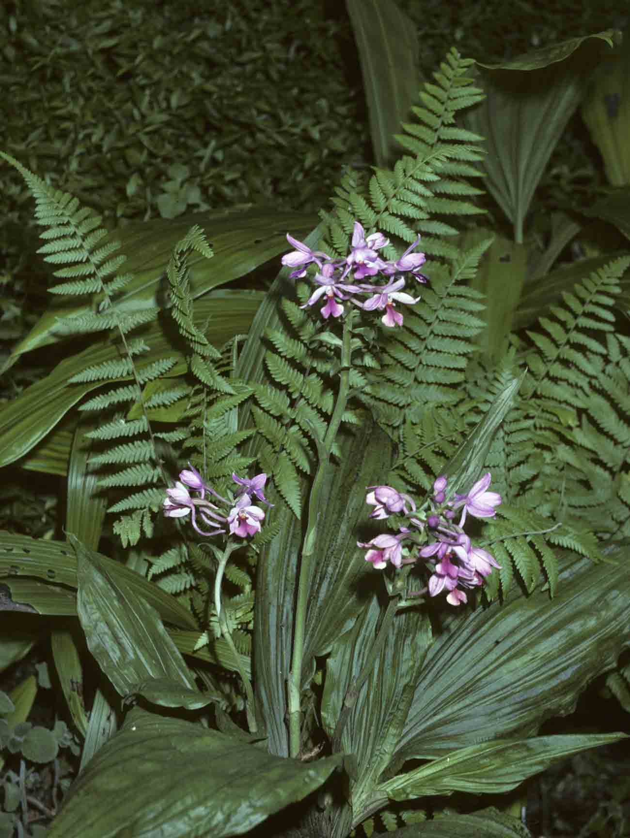 Calanthe sylvatica
