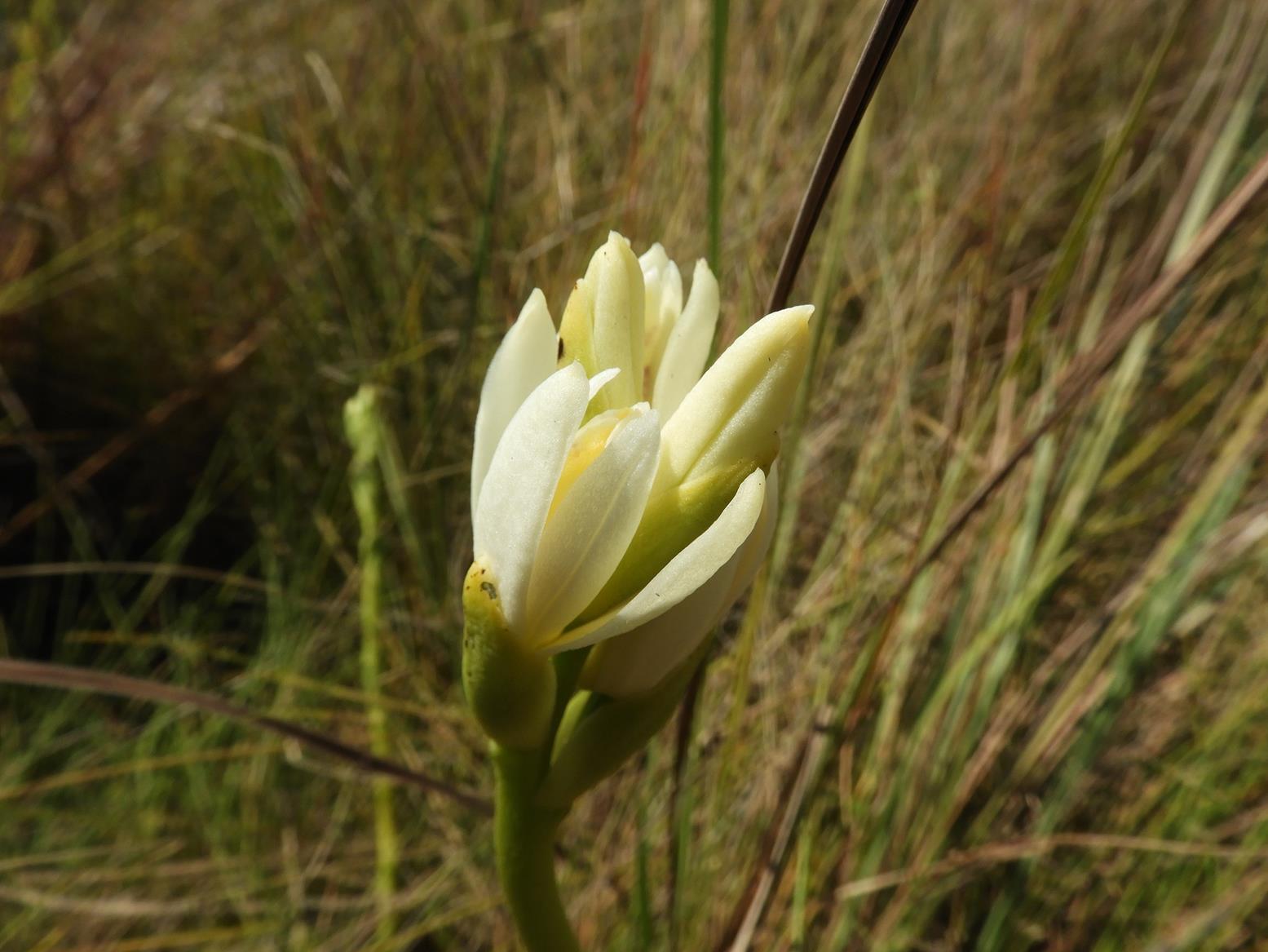 Phaius occidentalis