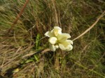 Phaius occidentalis