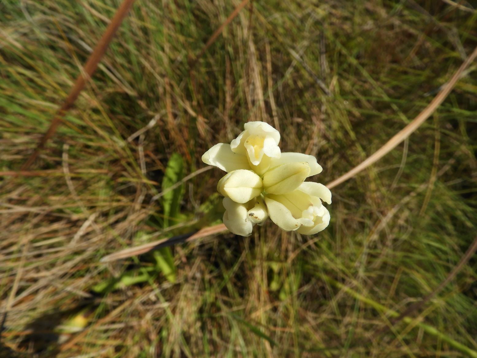 Phaius occidentalis Phaius occidentalis