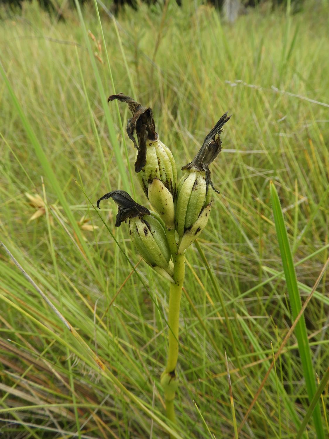 Phaius occidentalis