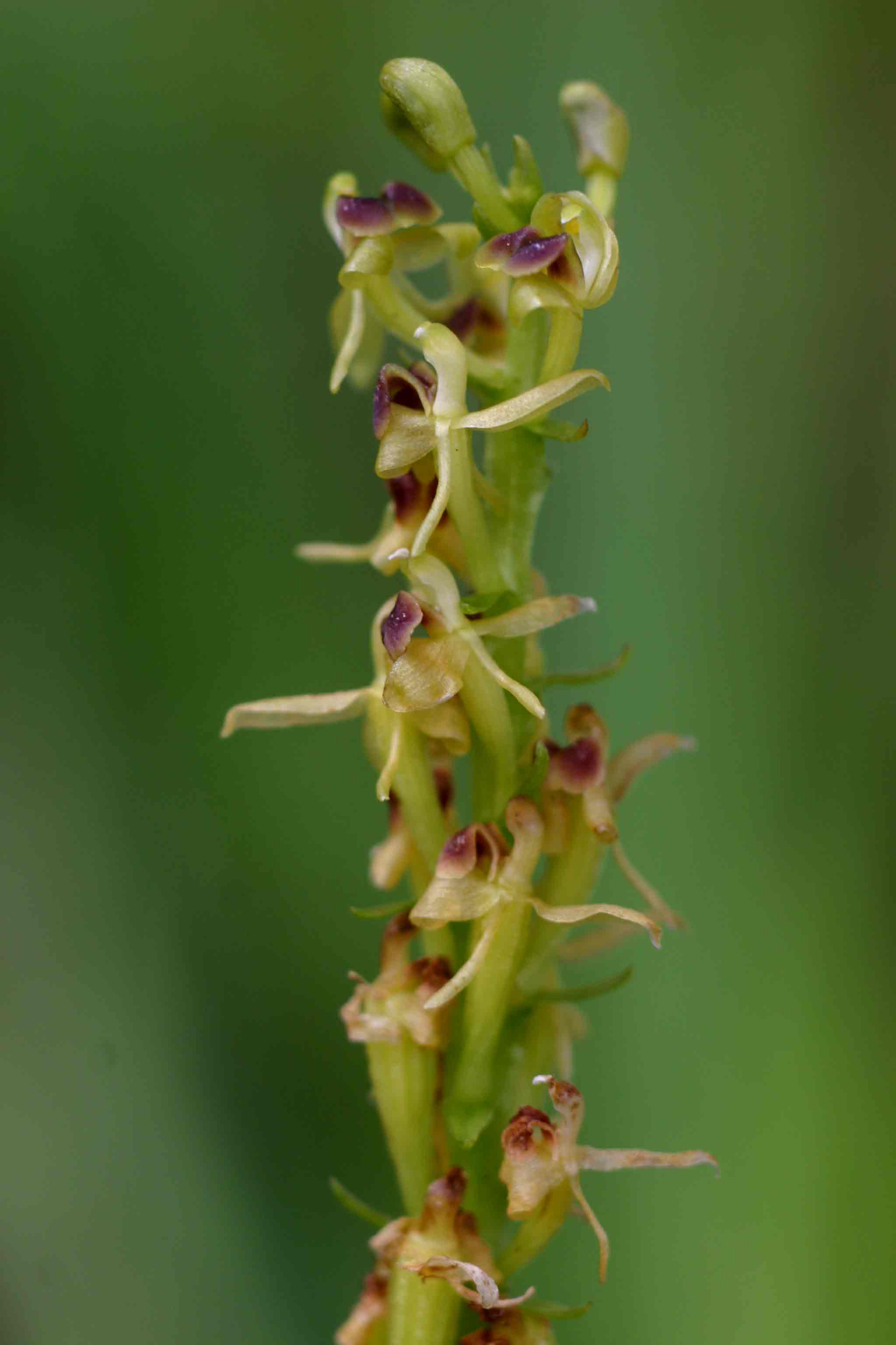 Liparis nervosa Liparis nervosa