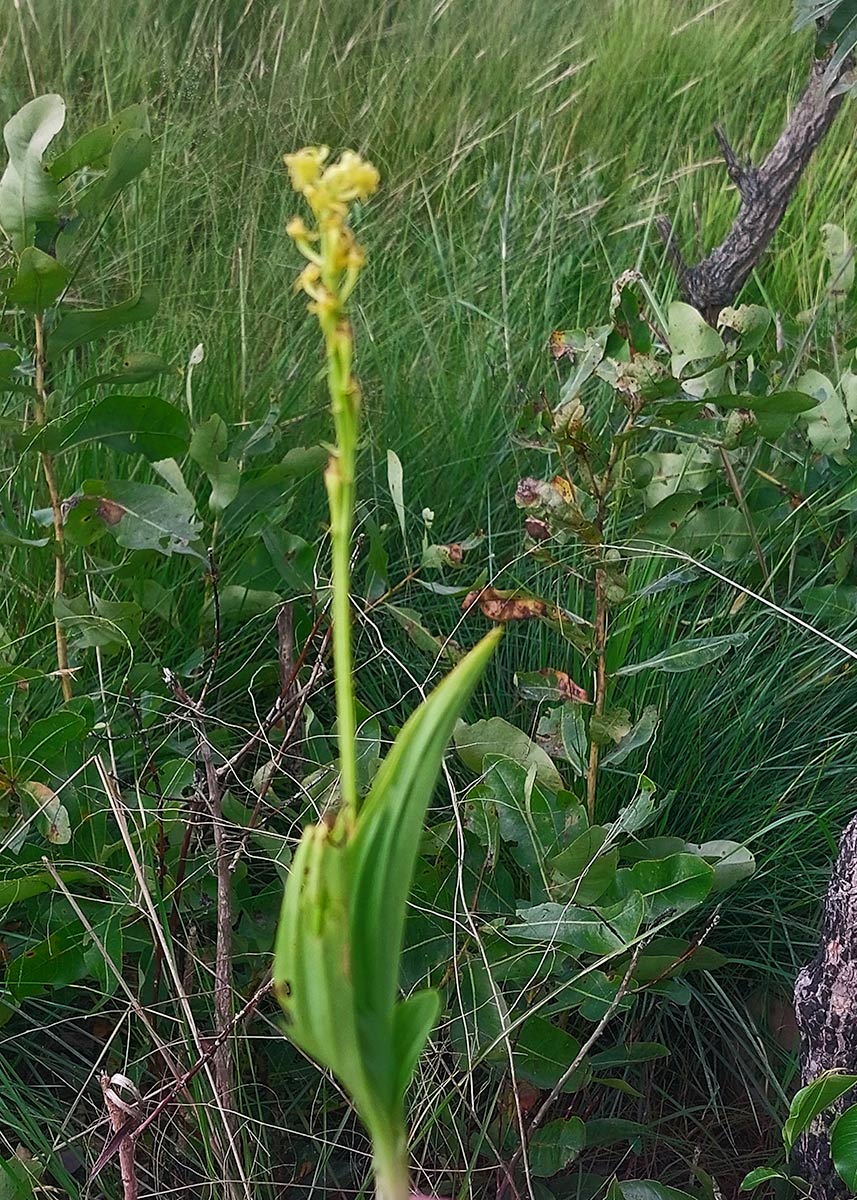 Liparis nervosa Liparis nervosa
