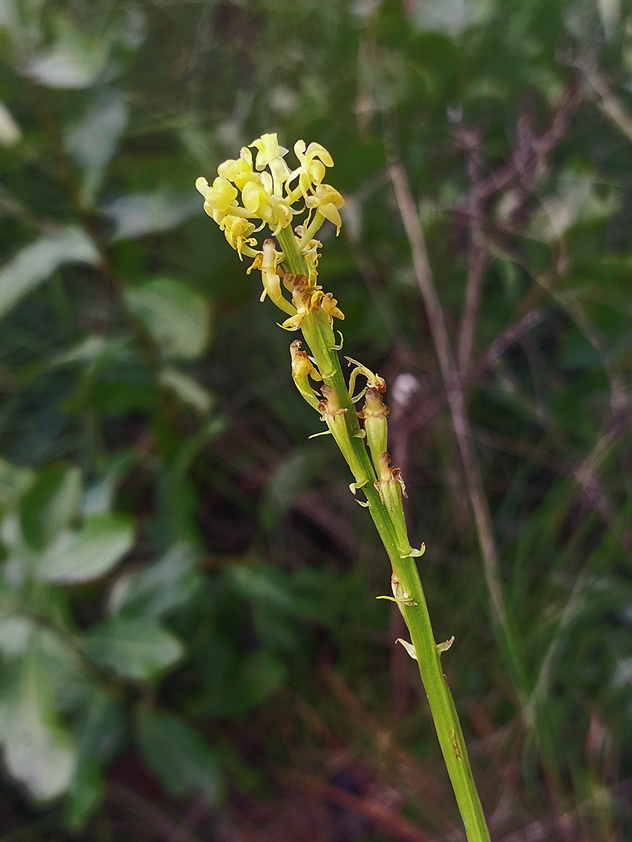 Liparis nervosa Liparis nervosa
