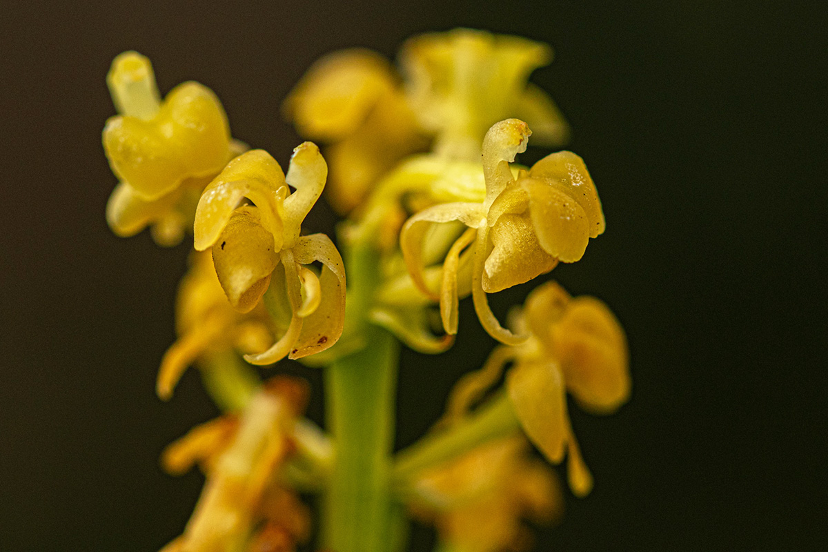 Liparis nervosa Liparis nervosa