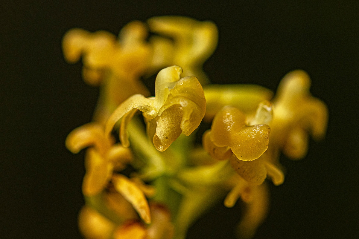 Liparis nervosa Liparis nervosa