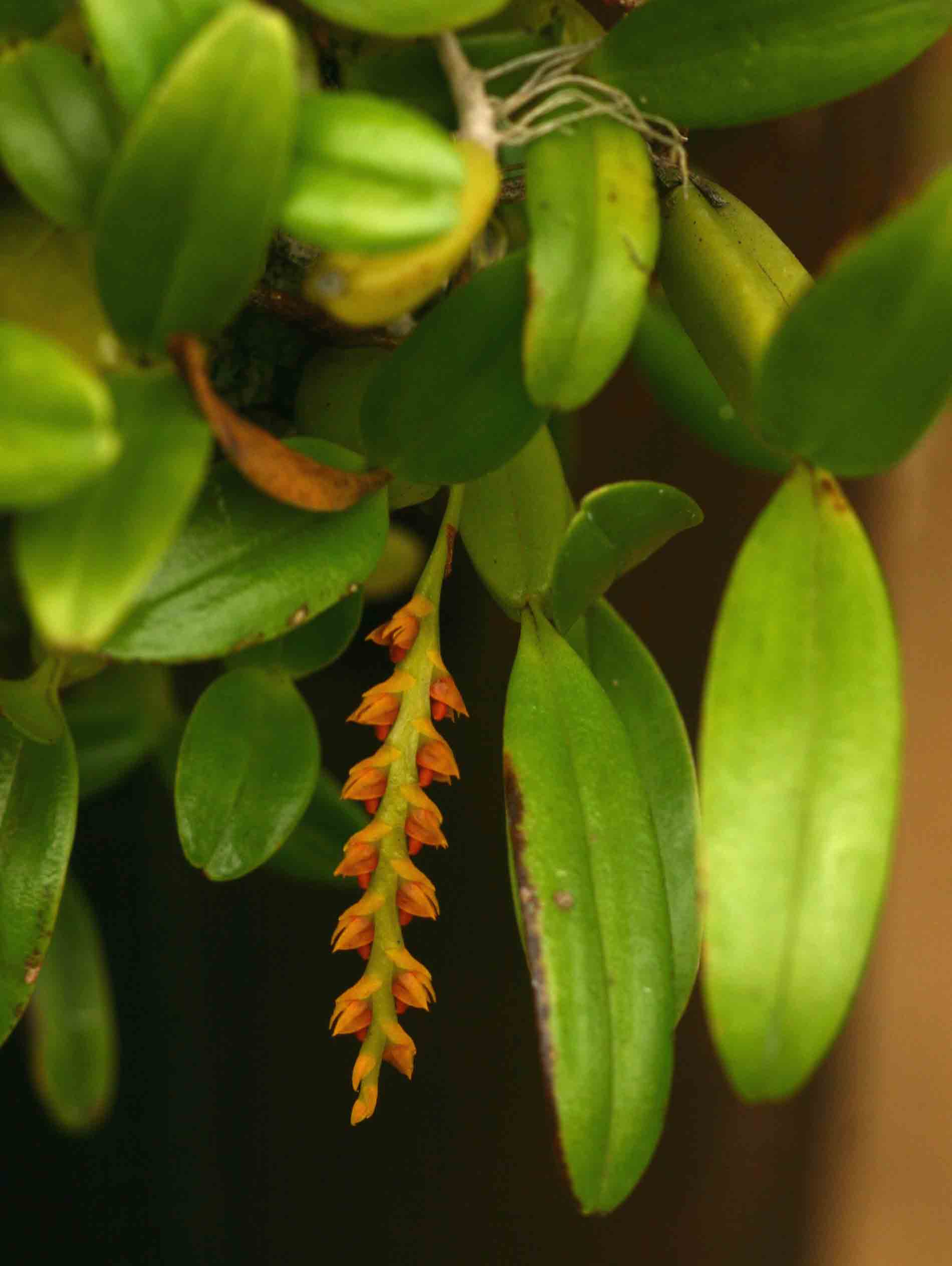 Bulbophyllum fuscum var. melinostachyum Bulbophyllum fuscum var. melinostachyum