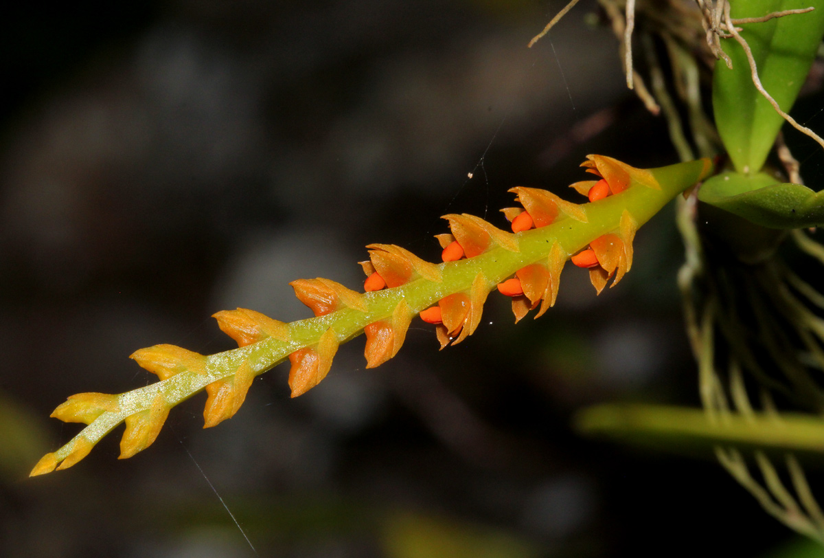 Bulbophyllum fuscum var. melinostachyum Bulbophyllum fuscum var. melinostachyum