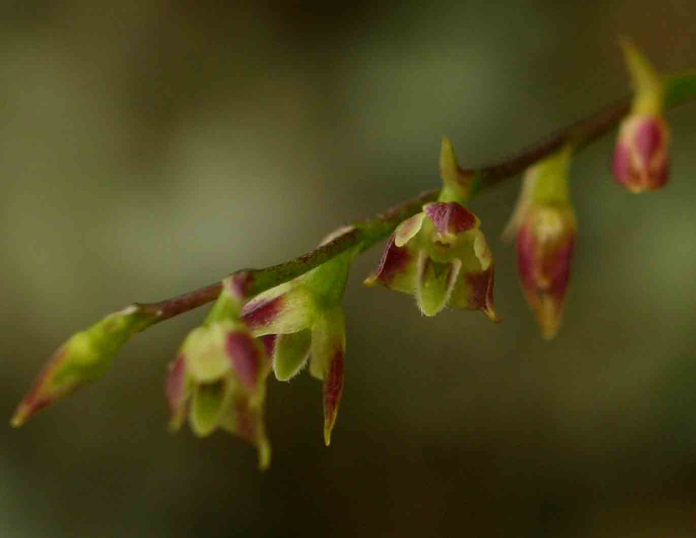 Bulbophyllum intertextum Bulbophyllum intertextum