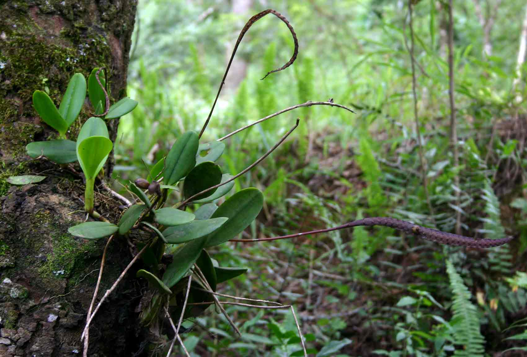 Bulbophyllum maximum Bulbophyllum maximum