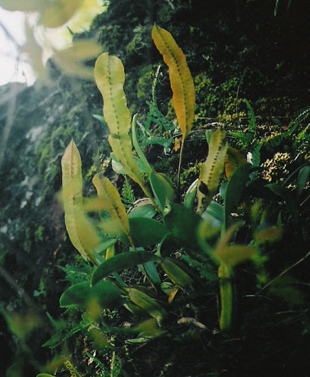 Bulbophyllum maximum Bulbophyllum maximum