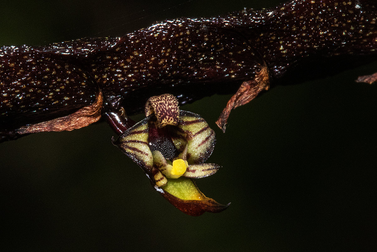Bulbophyllum maximum