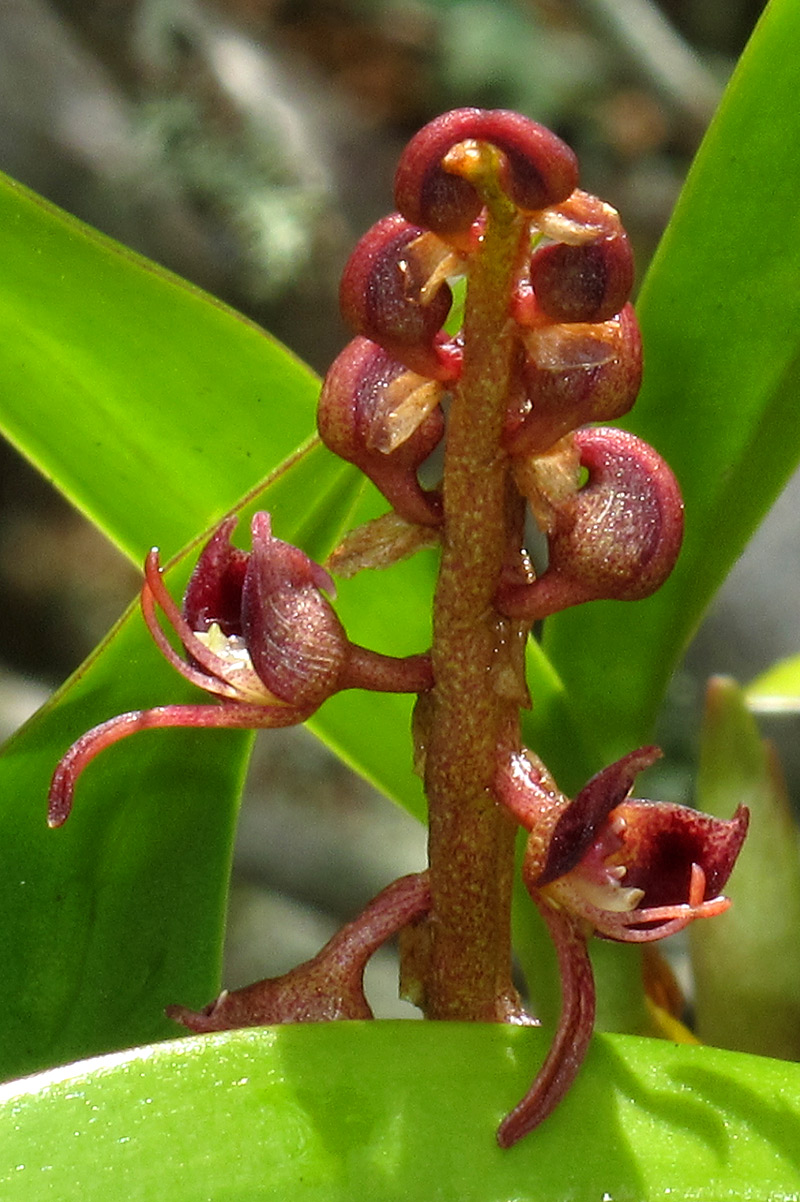 Bulbophyllum sandersonii subsp. sandersonii Bulbophyllum sandersonii subsp. sandersonii