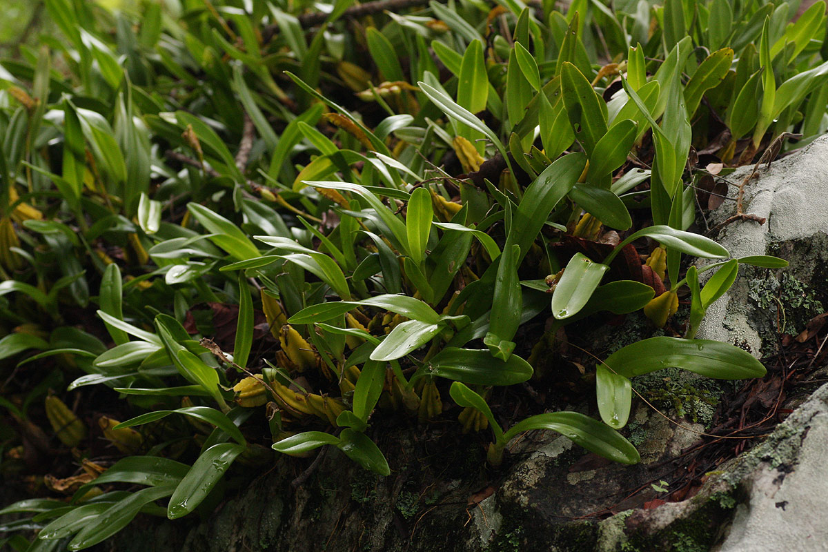 Bulbophyllum sandersonii subsp. sandersonii Bulbophyllum sandersonii subsp. sandersonii