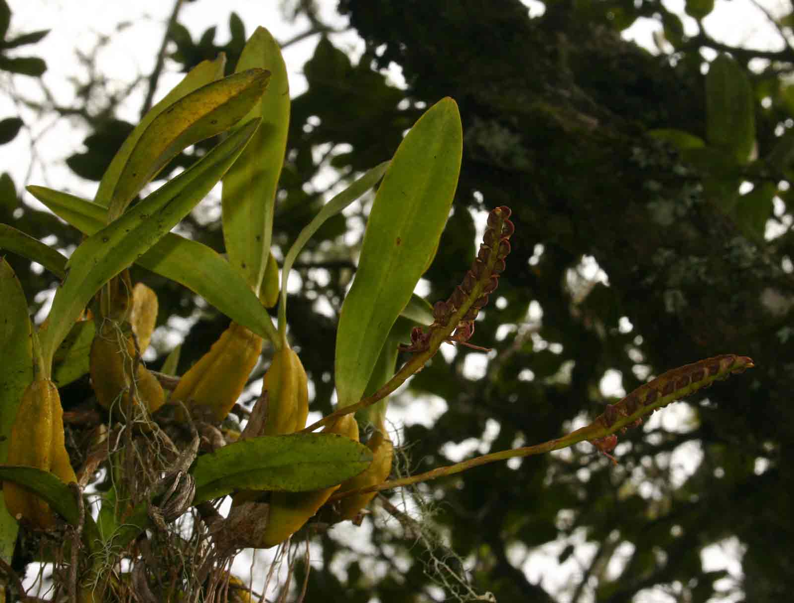 Bulbophyllum sandersonii subsp. sandersonii Bulbophyllum sandersonii subsp. sandersonii