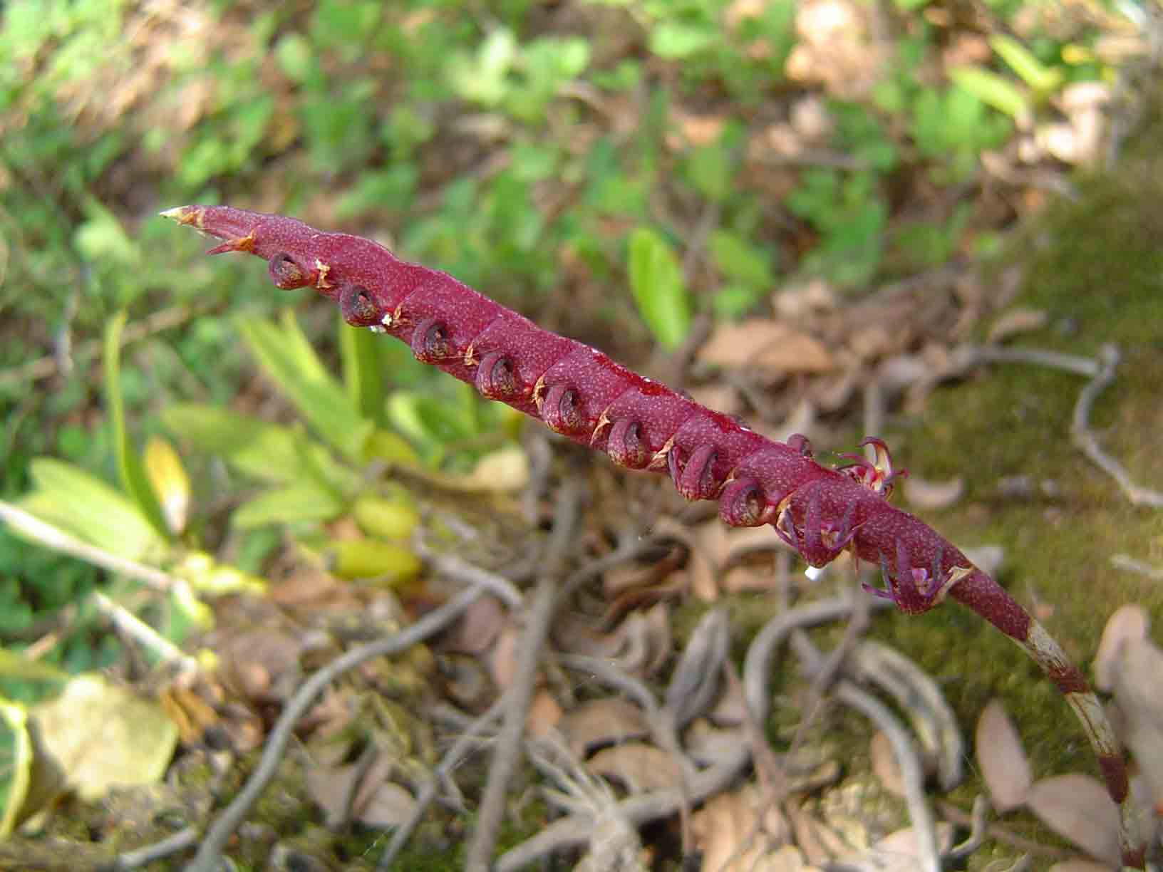 Bulbophyllum scaberulum var. scaberulum Bulbophyllum scaberulum var. scaberulum
