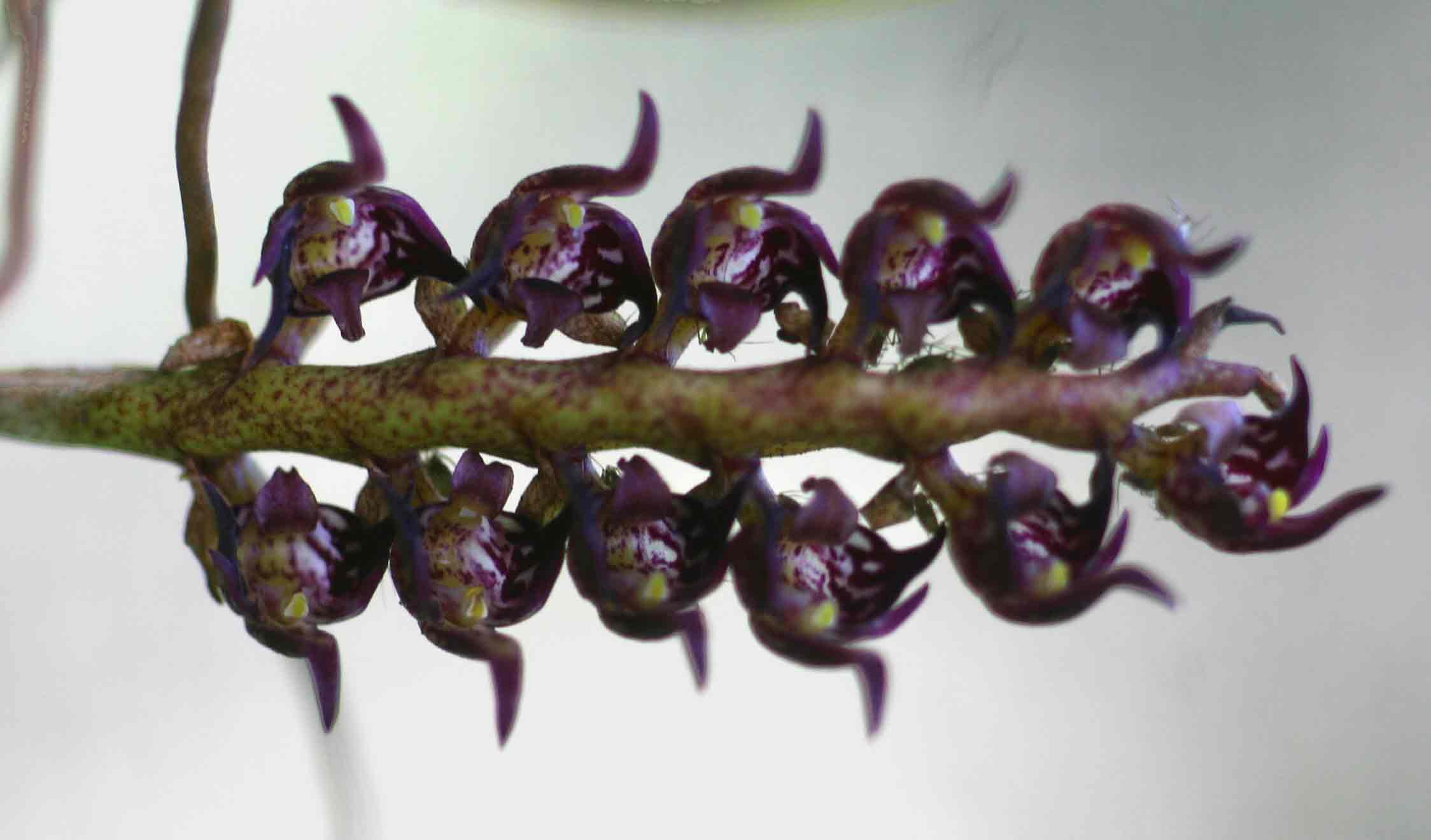 Bulbophyllum scaberulum var. scaberulum