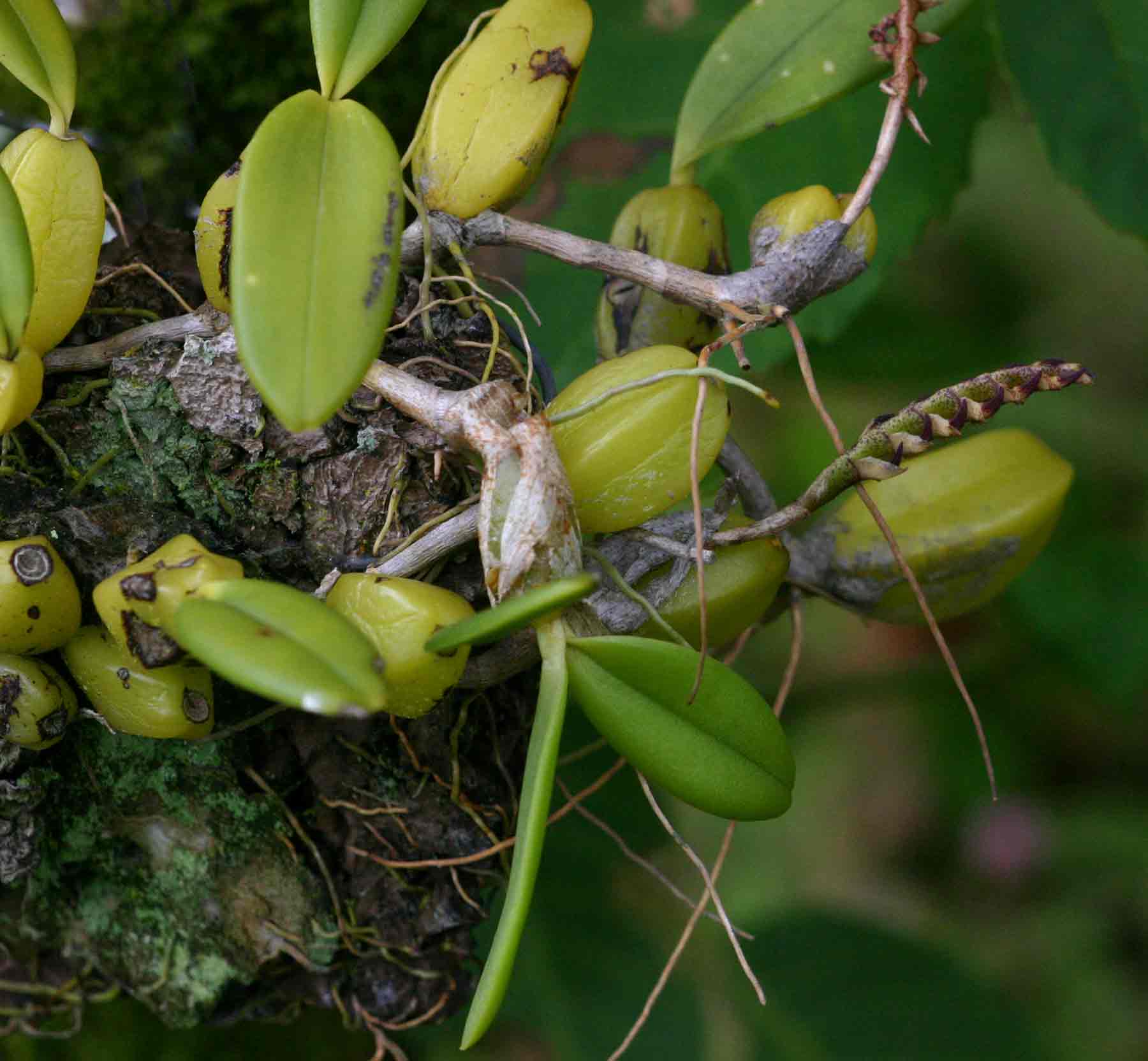Bulbophyllum scaberulum var. scaberulum