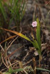 Polystachya dendrobiiflora