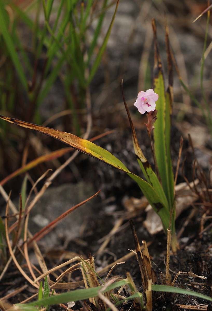 Polystachya dendrobiiflora Polystachya dendrobiiflora