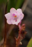Polystachya dendrobiiflora