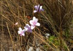 Polystachya dendrobiiflora