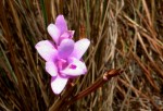 Polystachya dendrobiiflora