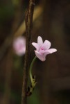 Polystachya dendrobiiflora