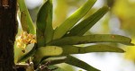 Acampe pachyglossa