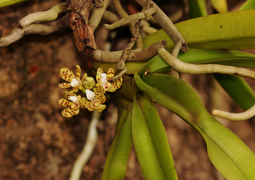 Acampe pachyglossa Acampe pachyglossa