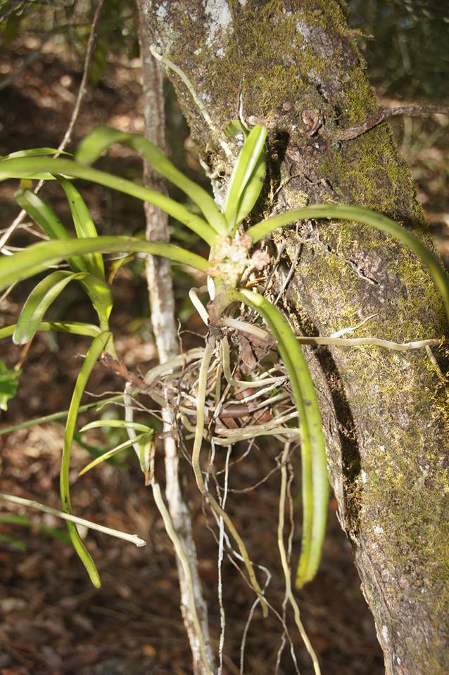 Acampe pachyglossa