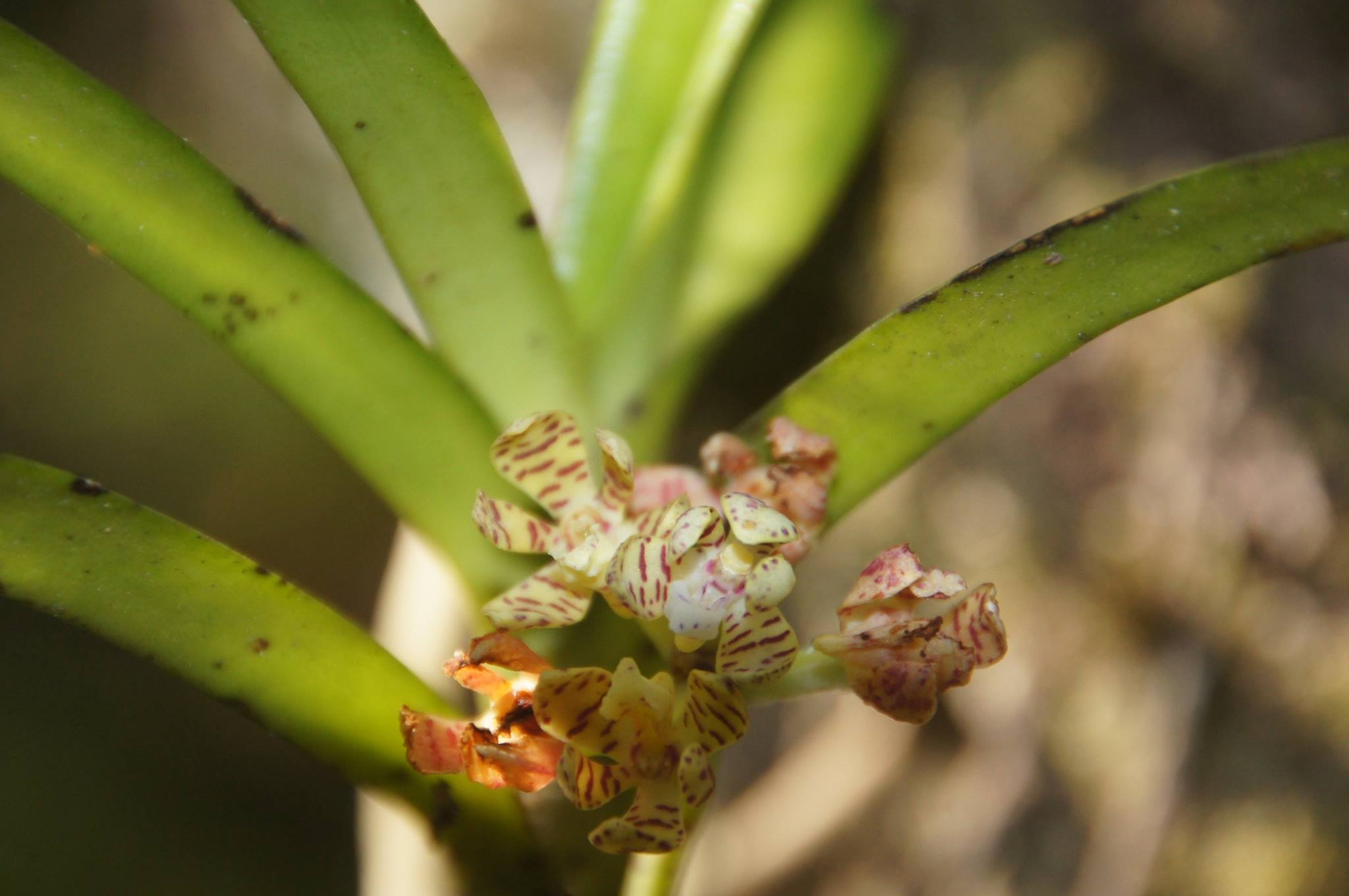Acampe pachyglossa