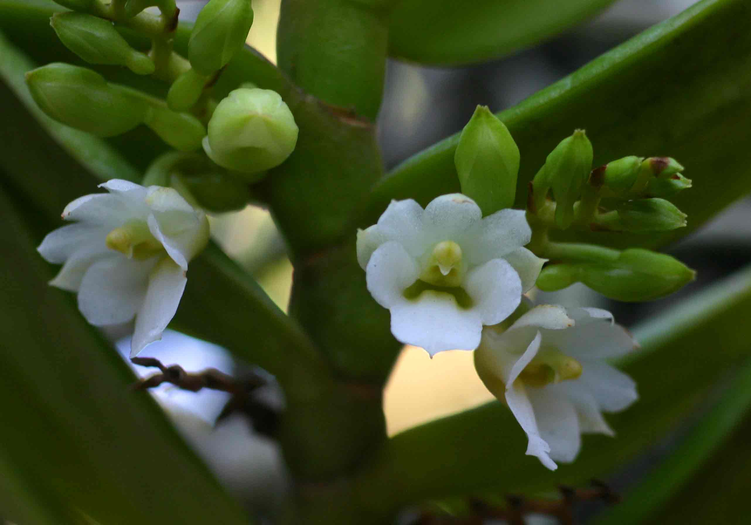 Calyptrochilum christyanum Calyptrochilum christyanum