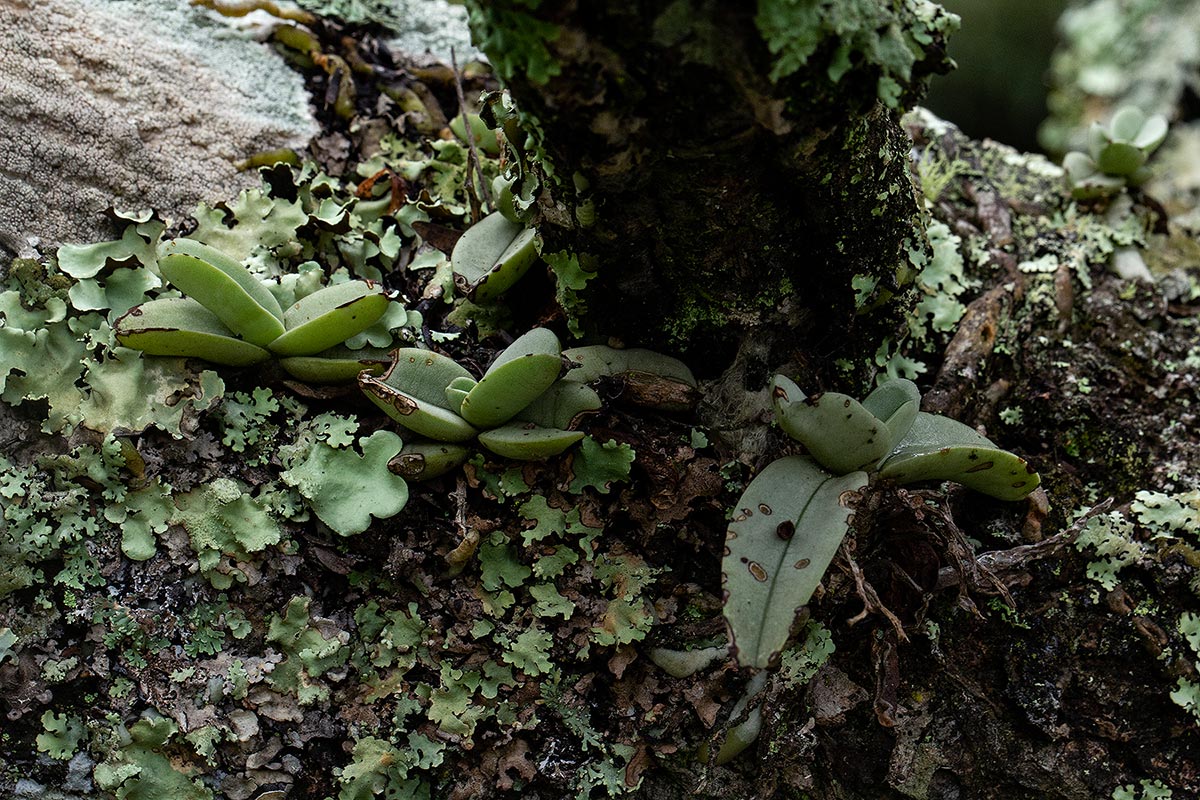 Cyrtorchis crassifolia Cyrtorchis crassifolia