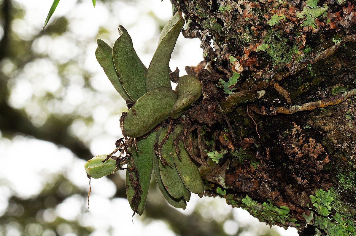 Cyrtorchis crassifolia Cyrtorchis crassifolia