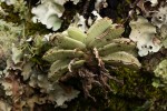 Cyrtorchis crassifolia