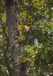 Cyrtorchis praetermissa subsp. praetermissa