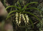 Cyrtorchis praetermissa subsp. praetermissa