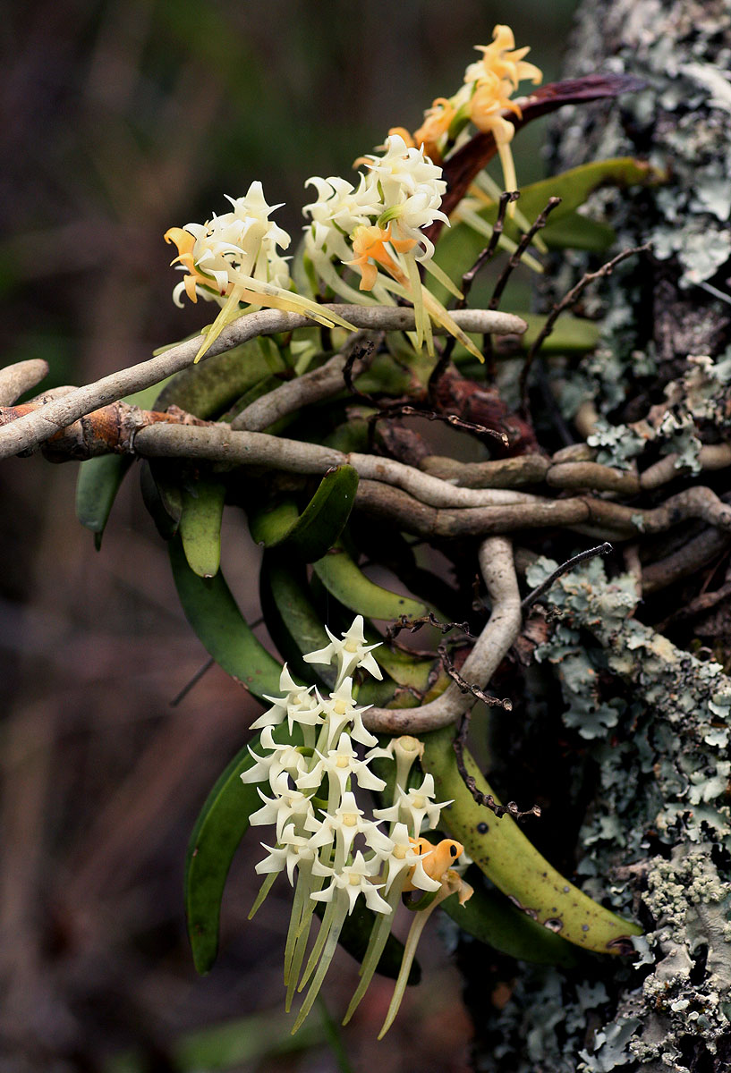 Cyrtorchis praetermissa subsp. praetermissa Cyrtorchis praetermissa subsp. praetermissa