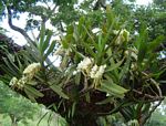 Cyrtorchis ringens