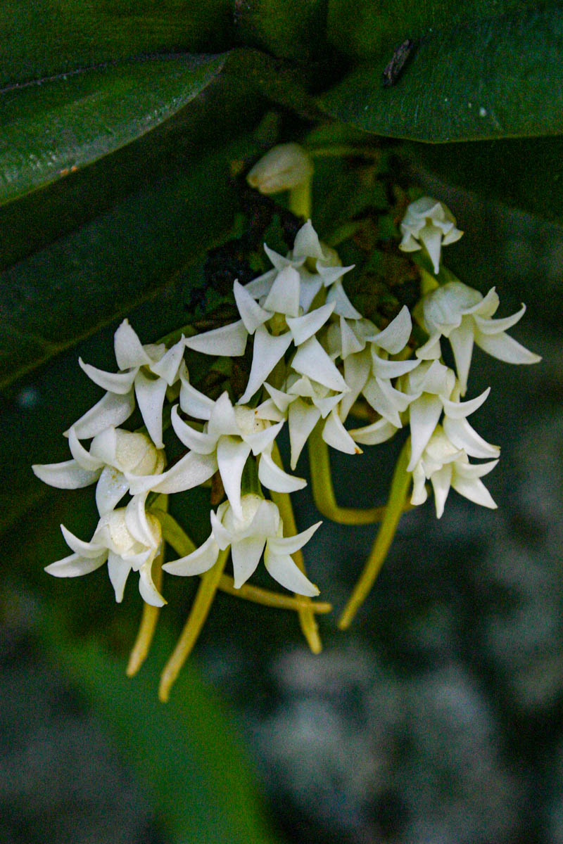 Cyrtorchis ringens Cyrtorchis ringens