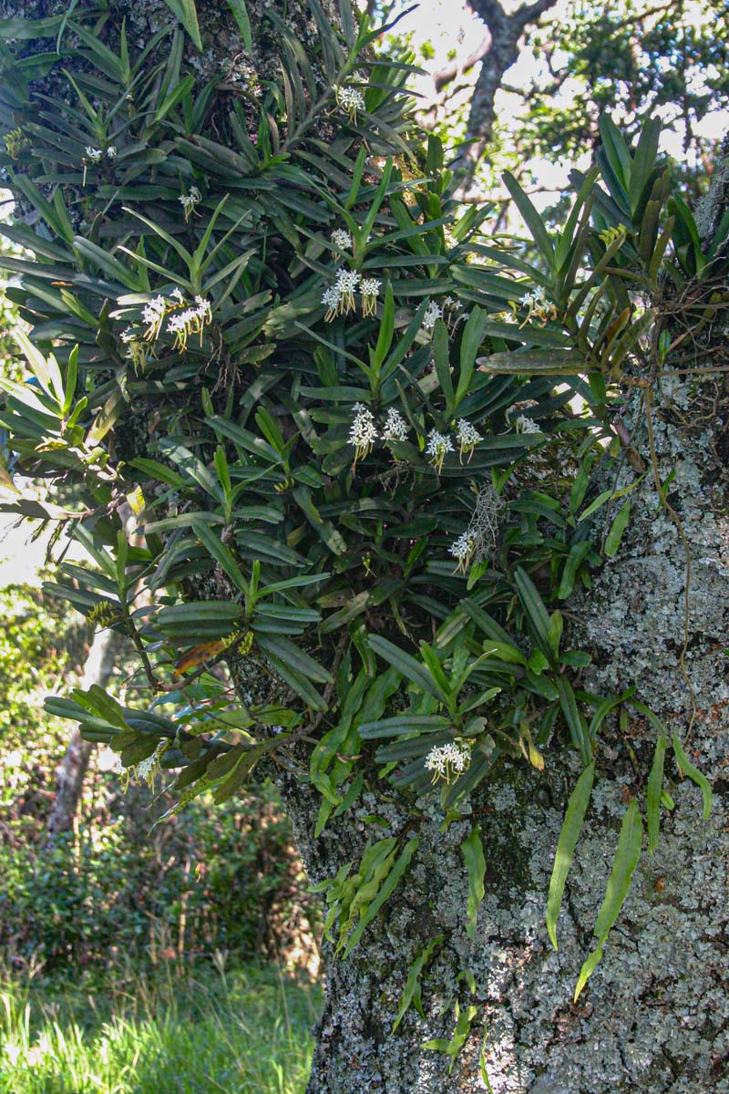 Cyrtorchis ringens Cyrtorchis ringens