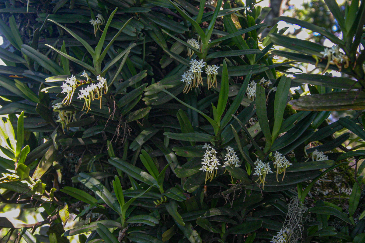 Cyrtorchis ringens