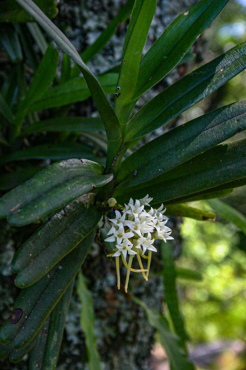 Cyrtorchis ringens Cyrtorchis ringens