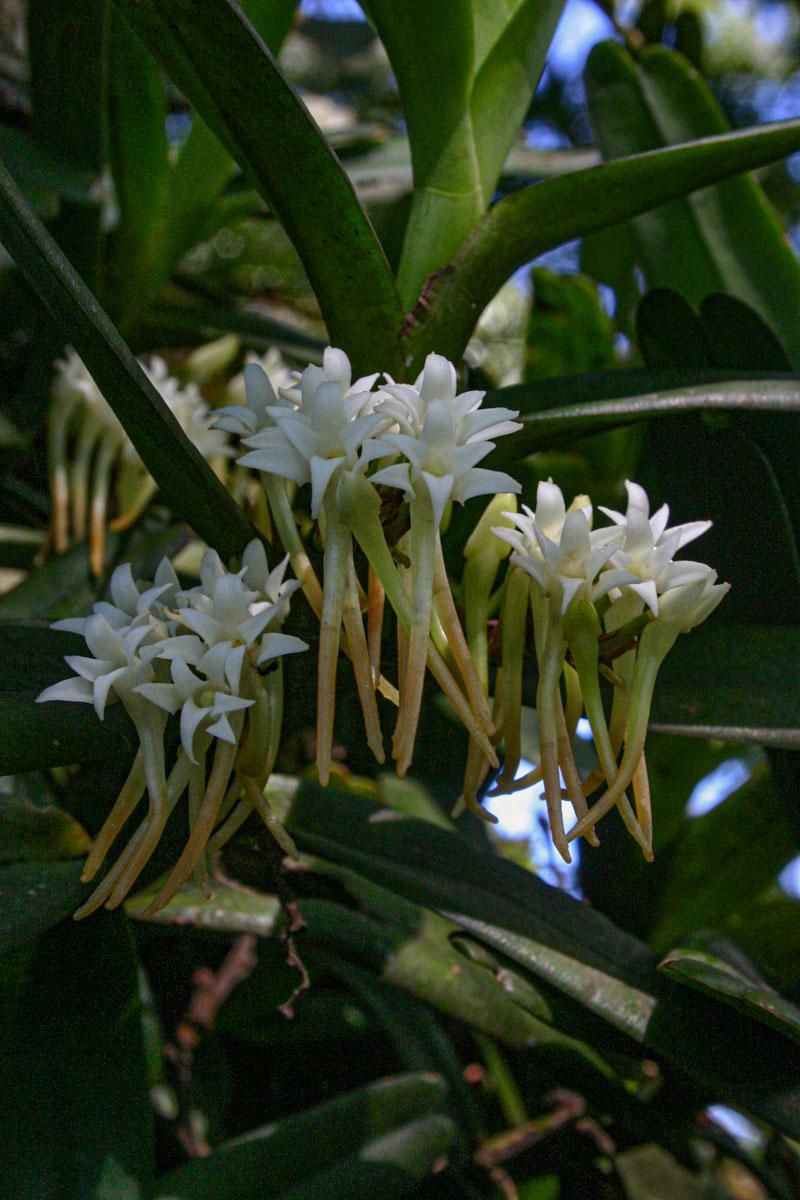 Cyrtorchis ringens Cyrtorchis ringens