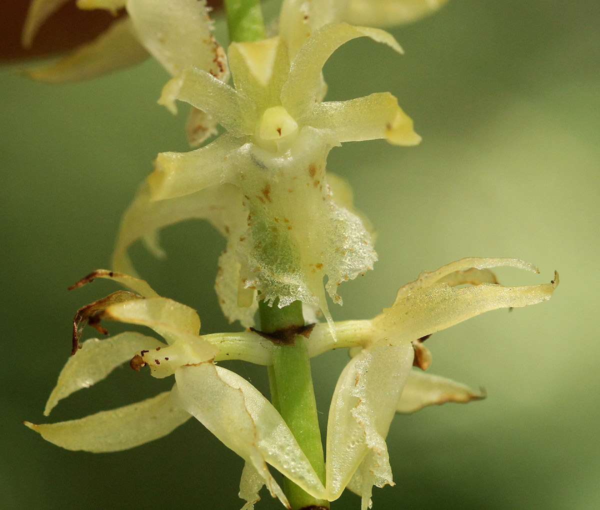 Diaphananthe fragrantissima Diaphananthe fragrantissima